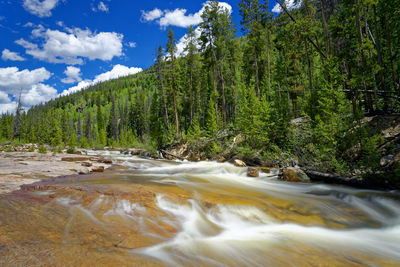 Scenic view of river flowing through forest