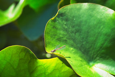 Close-up of insect on leaf