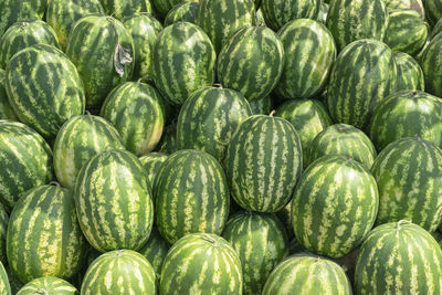 A bunch of striped watermelons close up as a background