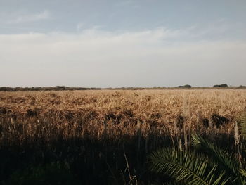 Scenic view of wheat field against sky