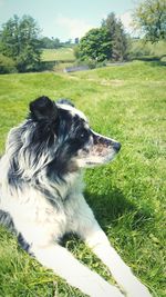 Dog on field against sky