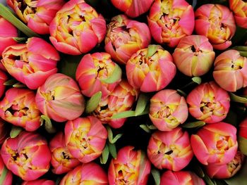 Full frame shot of pumpkins