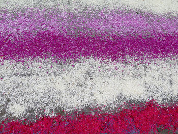 Close-up of pink rose