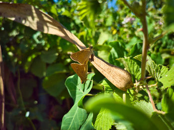 Close-up of insect on plant