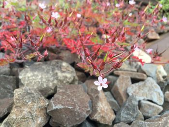 Close-up of pink flower on tree