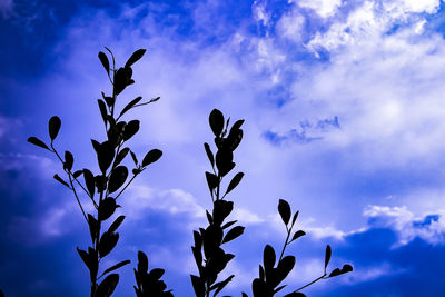 Low angle view of silhouette plant against blue sky