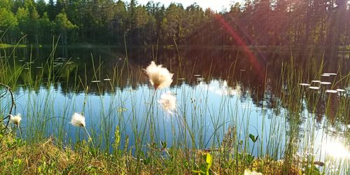 Lake in a forest