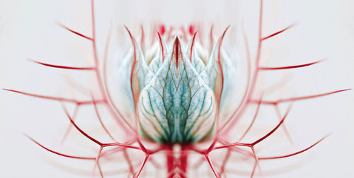 Close-up of plant over white background