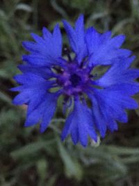 Close-up of purple flower blooming outdoors