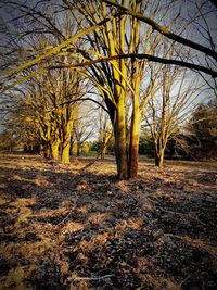 Bare trees on field against sky