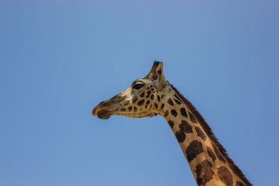 Low angle view of giraffe against clear blue sky