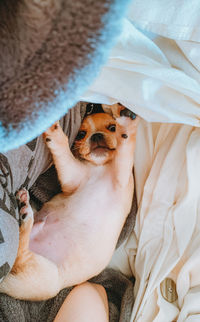 High angle portrait of dog playing on bed