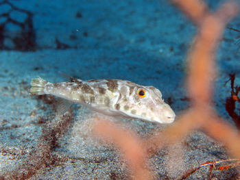 Close-up of fish swimming in sea