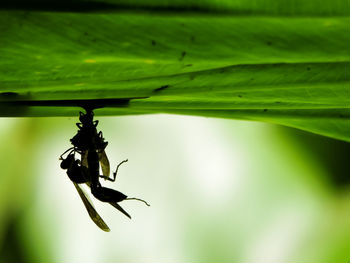 Close-up of insect on leaf