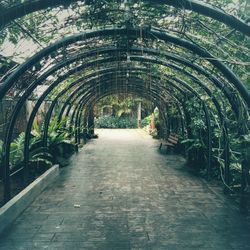 Footpath amidst trees in park