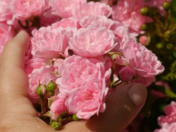 Close-up of hand holding pink flowers