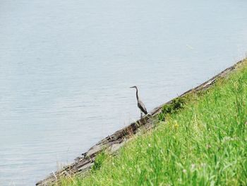 High angle view of gray heron perching on grass by lake