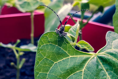 Close-up of insect on leaf