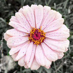 Close-up of pink flower