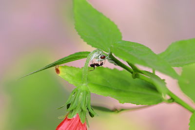 Close-up of insect on leaf