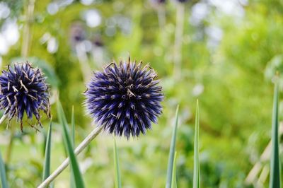 Close-up of thistle on field