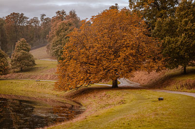 Scenic view of trees during autumn