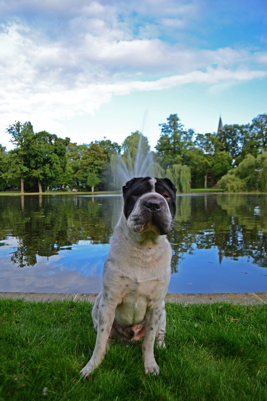 dog, domestic animals, pets, one animal, animal themes, water, lake, grass, reflection, tree, sky, front view, mammal, tranquility, full length, grassland, relaxation, tranquil scene, day, river, alertness, nature, growth, riverbank, blue, outdoors, standing water, green, green color, zoology, lakeside, cloud - sky, scenics