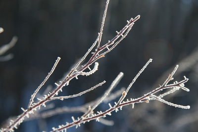 Close-up of frost on tree branch