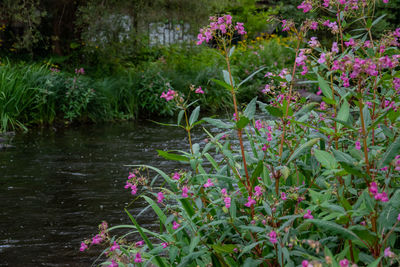 Pink flowering plants by lake