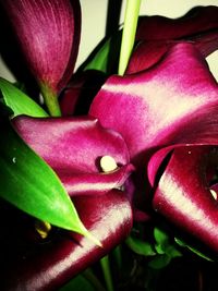 Close-up of pink flowers