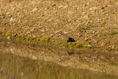 View of bird perching on ground