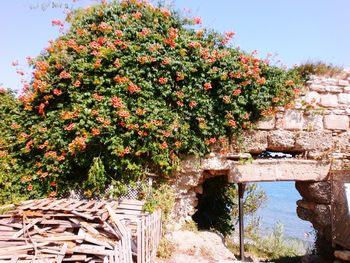Plants growing on a tree