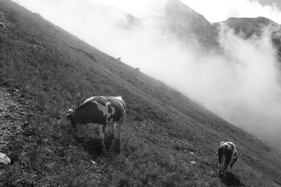 Horse grazing on field against sky during foggy weather