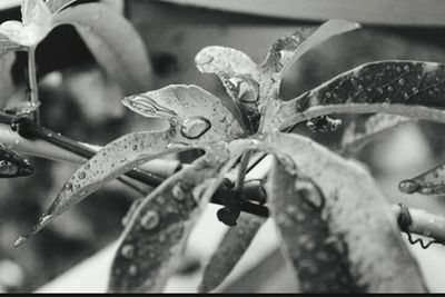 Close-up of plant against blurred background