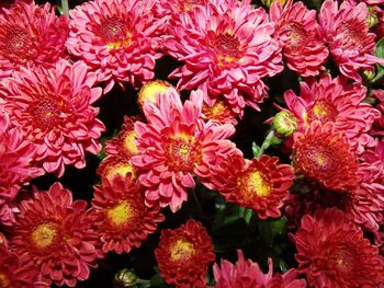 Full frame shot of flowers