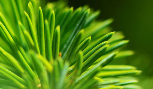 Close-up of green leaves on plant