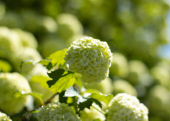 Close-up of green plant