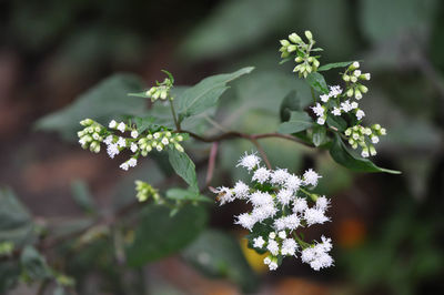 Close-up of flowers blooming outdoors