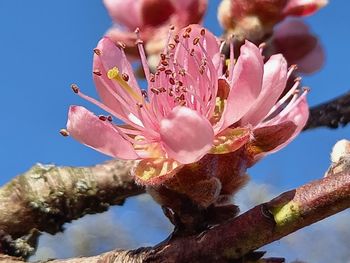 Close-up of pink cherry blossoms against sky