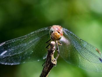 Close-up of insect on plant