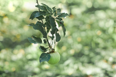 Close-up of fruits on tree