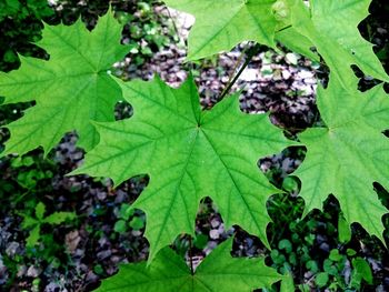 High angle view of water on green leaves