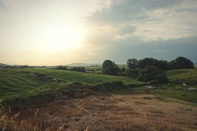 Scenic view of agricultural field against sky