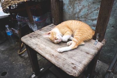 High angle view of cat sleeping on table
