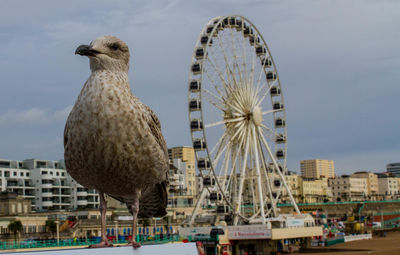 Bird perching against ferris wheel in city