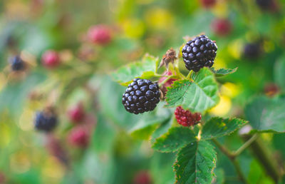 Close-up of blackberries growing on plant