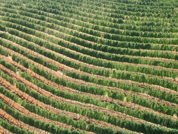 Full frame shot of wineyard