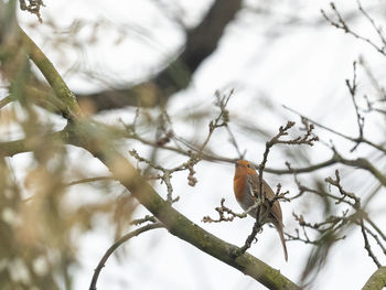 Low angle view of bird perching on tree