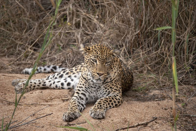 A leopard resting