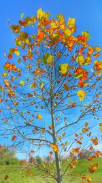 Low angle view of autumn trees against blue sky